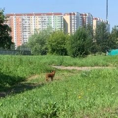 Подробнее об объявлении «Найдена собака солнцево, замечена собака Москва» Фото: найдена собака  «Найдена собака солнцево, замечена собака Москва» в г. Москва