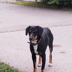 Подробнее об объявлении «Краснодар Найдена собака кобель» Фото: найдена собака  «Краснодар Найдена собака кобель» в г. Краснодар