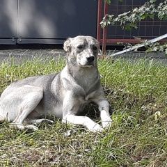 Подробнее об объявлении «Найдена собака кобель ухоженный кобель. дворняга. Москва» Фото: найдена собака  «Найдена собака кобель ухоженный кобель....» в г. Москва