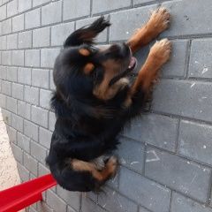 Подробнее об объявлении «Самара Найдена собака кобель» Фото: найдена собака  «Самара Найдена собака кобель» в г. Самара