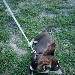 Подробнее об объявлении «Найдена собака ухоженная скучающая по хозяину Канск» Фото: найдена собака  «Найдена собака ухоженная скучающая по хозяину...» в г. Канск