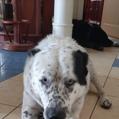 Подробнее об объявлении «Найдена собака Москва» Фото: найдена собака Среднеазиатская овчарка «Найдена собака Москва» в г. Москва