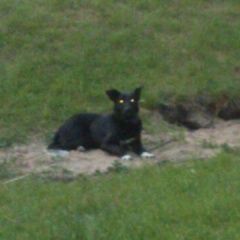 Подробнее об объявлении «Найдена собака в красном ошейнеке Москва» Фото: найдена собака  «Найдена собака в красном ошейнеке Москва» в г. Москва