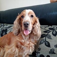 Подробнее об объявлении «Найдена собака спаниель рыже-белый Ульяновск» Фото: найдена собака Английский кокер-спаниель «Найдена собака спаниель рыже-белый Ульяновск» в г. Ульяновск