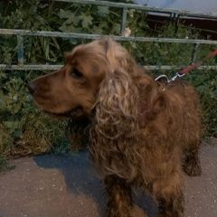 Подробнее об объявлении «Найдена собака спаниель Москва» Фото: найдена собака Английский кокер-спаниель «Найдена собака спаниель Москва» в г. Москва
