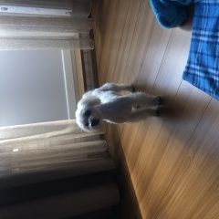 Подробнее об объявлении «Найдена собака кобель Троицк» Фото: найдена собака Мальтийская болонка «Найдена собака кобель Троицк» в г. Троицк