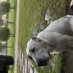 Подробнее об объявлении «Найдена собака гуляет по парку алабай Москва» Фото: найдена собака  «Найдена собака гуляет по парку алабай Москва» в г. Москва