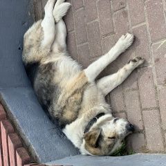 Подробнее об объявлении «Найдена собака кобель Истра» Фото: найдена собака  «Найдена собака кобель Истра» в г. Истра