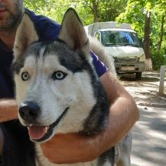 Подробнее об объявлении «Найдена собака кобель нашли мальчика хаски Ростов-на-Дону» Фото: найдена собака Сибирская хаски «Найдена собака кобель нашли мальчика хаски...» в г. Ростов-на-Дону