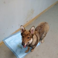 Подробнее об объявлении «Найдена собака кобель Москва» Фото: найдена собака  «Найдена собака кобель Москва» в г. Москва