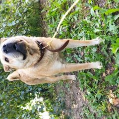 Подробнее об объявлении «Найдена собака метис шарпея девочка Москва» Фото: найдена собака  «Найдена собака метис шарпея девочка Москва» в г. Москва