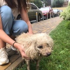 Подробнее об объявлении «Краснодар Найдена собака кобель» Фото: найдена собака Пудель «Краснодар Найдена собака кобель» в г. Краснодар