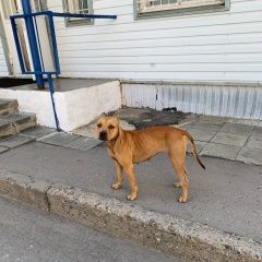 Подробнее об объявлении «Пенза Найдена собака» Фото: найдена собака  «Пенза Найдена собака» в г. Пенза