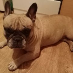 Подробнее об объявлении «Найдена собака Ульяновск» Фото: найдена собака Французский бульдог «Найдена собака Ульяновск» в г. Ульяновск