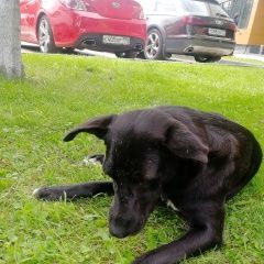 Подробнее об объявлении «Найдена собака дворняжка с белой грудкой Москва» Фото: найдена собака  «Найдена собака дворняжка с белой грудкой Москва» в г. Москва