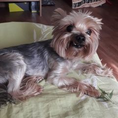 Подробнее об объявлении «Воронеж Найдена собака кобель» Фото: найдена собака Йоркширский терьер «Воронеж Найдена собака кобель» в г. Воронеж