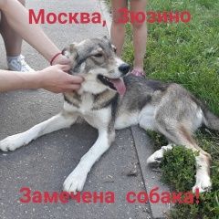 Подробнее об объявлении «Найдена собака замечена собака зюзино Москва» Фото: найдена собака  «Найдена собака замечена собака зюзино Москва» в г. Москва