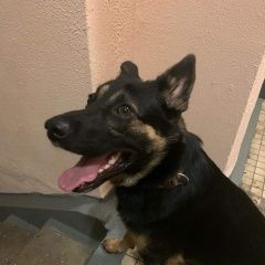 Подробнее об объявлении «Найдена собака кобель щукино, октябрьское поле, хорошево Москва» Фото: найдена собака  «Найдена собака кобель щукино, октябрьское поле,...» в г. Москва