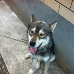 Подробнее об объявлении «Краснодар Найдена собака лайка в ст. новотитаровская» Фото: найдена собака  «Краснодар Найдена собака лайка в ст....» в г. Краснодар