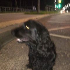 Подробнее об объявлении «Найдена собака таксоспаниель Троицк» Фото: найдена собака  «Найдена собака таксоспаниель Троицк» в г. Троицк