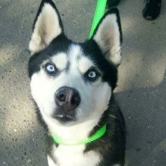 Подробнее об объявлении «Найдена собака хаски Реутов» Фото: найдена собака Сибирская хаски «Найдена собака хаски Реутов» в г. Реутов