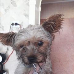 Подробнее об объявлении «Краснодар Найдена собака кобель» Фото: найдена собака Йоркширский терьер «Краснодар Найдена собака кобель» в г. Краснодар