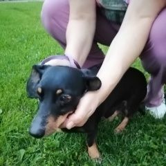 Подробнее об объявлении «Быково (Московская обл.) Найдена собака кобель мальчик такса» Фото: найдена собака Такса «Быково (Московская обл.) Найдена собака кобель...» в г. Быково (Московская обл.)