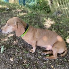 Подробнее об объявлении «Найдена собака кобель Москва» Фото: найдена собака Такса «Найдена собака кобель Москва» в г. Москва