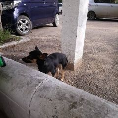 Подробнее об объявлении «Чита Найдена собака ждёт хозяев» Фото: найдена собака  «Чита Найдена собака ждёт хозяев» в г. Чита