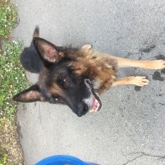 Подробнее об объявлении «Найдена собака кобель немецкой овчарки Челябинск» Фото: найдена собака Немецкая овчарка «Найдена собака кобель немецкой овчарки Челябинск» в г. Челябинск