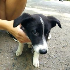 Подробнее об объявлении «Найдена собака, щенок Химки» Фото: найдена собака  «Найдена собака, щенок Химки» в г. Химки