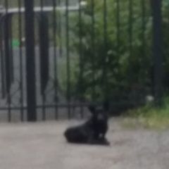 Подробнее об объявлении «Найдена собака черная, с белым пятном на груди Москва» Фото: найдена собака  «Найдена собака черная, с белым пятном на груди...» в г. Москва