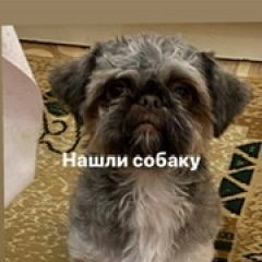 Подробнее об объявлении «Найдена собака кобель Ростов-на-Дону» Фото: найдена собака  «Найдена собака кобель Ростов-на-Дону» в г. Ростов-на-Дону