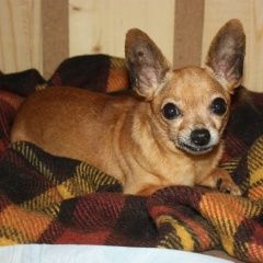 Подробнее об объявлении «Найдена собака рыжая маленькая собака. Москва» Фото: найдена собака Чихуахуа «Найдена собака рыжая маленькая собака. Москва» в г. Москва