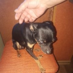 Подробнее об объявлении «Ангарск Найдена собака кобель ищем хозяина» Фото: найдена собака Русский той-терьер «Ангарск Найдена собака кобель ищем хозяина» в г. Ангарск