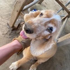 Подробнее об объявлении «Ахтубинск Найдена собака английский спаниель» Фото: найдена собака Английский кокер-спаниель «Ахтубинск Найдена собака английский спаниель» в г. Ахтубинск