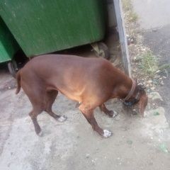 Подробнее об объявлении «Краснодар Найдена собака район гидрострой» Фото: найдена собака Курцхаар «Краснодар Найдена собака район гидрострой» в г. Краснодар