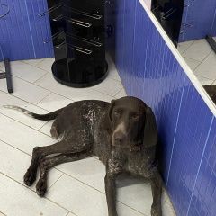 Подробнее об объявлении «Найдена собака курцхаар, сука Москва» Фото: найдена собака Курцхаар «Найдена собака курцхаар, сука Москва» в г. Москва