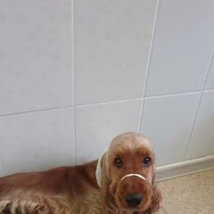 Подробнее об объявлении «Найдена собака рыжий кокер спаниель лефортово Москва» Фото: найдена собака Английский кокер-спаниель «Найдена собака рыжий кокер спаниель лефортово...» в г. Москва