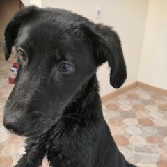 Подробнее об объявлении «Лобня Найдена собака кобель щенок-мальчик» Фото: найдена собака  «Лобня Найдена собака кобель щенок-мальчик» в г. Лобня