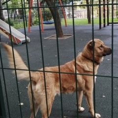 Подробнее об объявлении «Найдена собака кобель приехала из наро-фоминска на электричке Москва» Фото: найдена собака  «Найдена собака кобель приехала из наро-фоминска...» в г. Москва