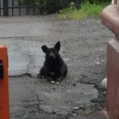 Подробнее об объявлении «Найдена собака черная, с белым пятном на груди Москва» Фото: найдена собака  «Найдена собака черная, с белым пятном на груди...» в г. Москва