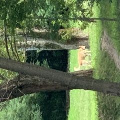 Подробнее об объявлении «Найдена собака кобель маер кобель Москва» Фото: найдена собака  «Найдена собака кобель маер кобель Москва» в г. Москва