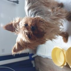 Подробнее об объявлении «Найдена собака кобель йорк(кабель) Харьков» Фото: найдена собака Йоркширский терьер «Найдена собака кобель йорк(кабель) Харьков» в г. Харьков