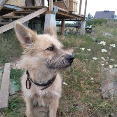 Подробнее об объявлении «Найдена собака Новая Усмань» Фото: найдена собака  «Найдена собака Новая Усмань» в г. Новая Усмань