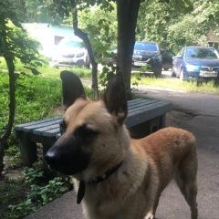 Подробнее об объявлении «Найдена собака кобель кооперативная 16 Королев» Фото: найдена собака  «Найдена собака кобель кооперативная 16 Королев» в г. Королев