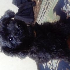 Подробнее об объявлении «Краснодар Найдена собака район кубгу» Фото: найдена собака  «Краснодар Найдена собака район кубгу» в г. Краснодар