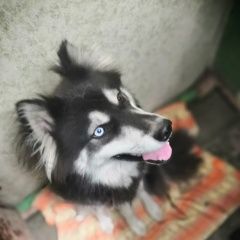 Подробнее об объявлении «Краснодар Найдена собака» Фото: найдена собака  «Краснодар Найдена собака» в г. Краснодар