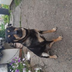 Подробнее об объявлении «Найдена собака 14 августа, Кемерово» Фото: найдена собака  «Найдена собака 14 августа, Кемерово» в г. Кемерово