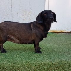 Подробнее об объявлении «Найдена собака такса/метис таксы Москва» Фото: найдена собака Такса «Найдена собака такса/метис таксы Москва» в г. Москва